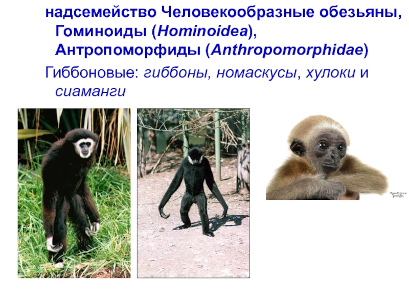 К обезьянам людям относят. Отряд приматы Гиббон дриопитеки. Человекообразные обезьяны. Современные человекообразные обезьяны. Человекообразные обезьяны человекообразные обезьяны.