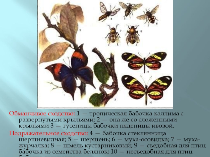 В чем сходство и различие бабочек. Сходство и различие бабочек. Сходство бабочек. Различия бабочек 2 класс. Сходство бабочек 2 класс.