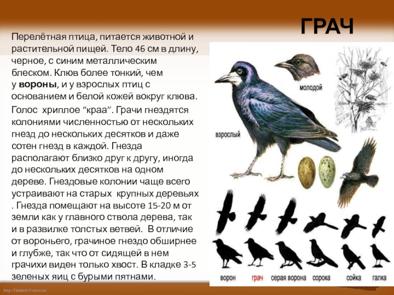 Грач перелетная птица или нет. Чем питаются перелетные птицы. Вороны перелетные птицы. Перелетные птицы питаются.