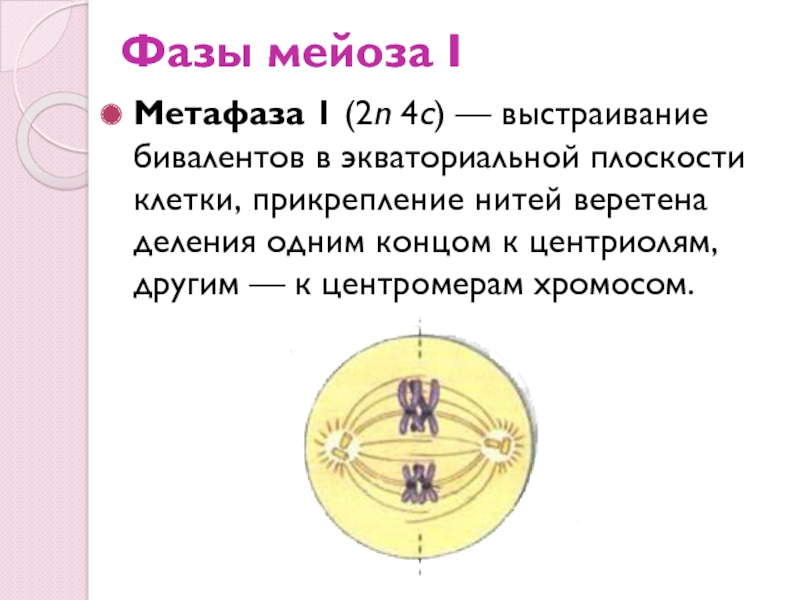 Установите последовательность этапов мейоза выстраивание бивалентов. Мейоз 2 метафаза 2. Метафаза 1 мейоза процессы. Метафаза мейоза 1 и 2. Метафаза деления мейоза.