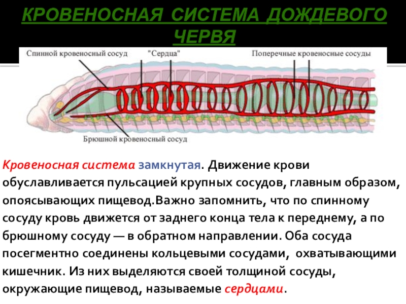 Кольцевые сосуды дождевого червя. Кровеносная система кольчатых червей. Функции систем кольчатых червей. Кровеносная система дождевого червя. Кровеносная система червя.