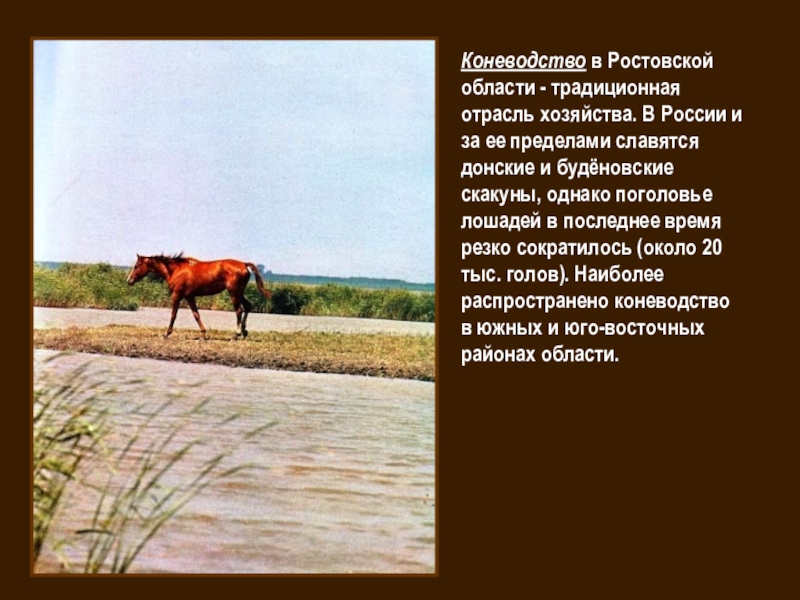 Сельское ростовская область. Отрасли сельского хозяйства в Ростовской области. Коневодство в Ростовской области. Сельское хозяйство Ростовской области презентация. Отрасли сельского хозяйства в Ростовской области 4 класс.