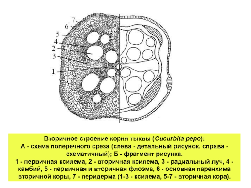 Вторичное строение