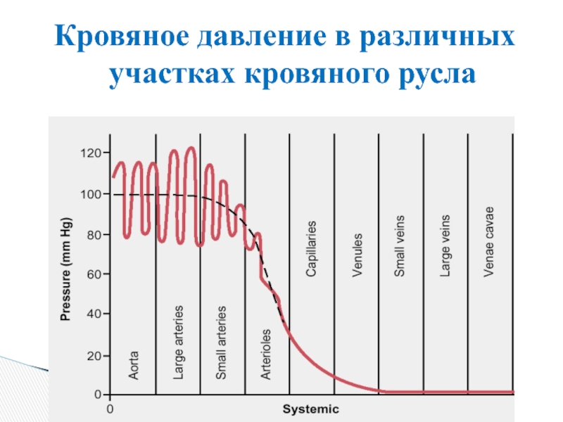 Изменение артериального давления. Кровяное давление в различных участках сосудистого русла. Давление в различных отделах сосудистой системы. Изменение кровяного давления в разных участках сосудистого русла. Давление крови в различных отделах сосудистой системы.