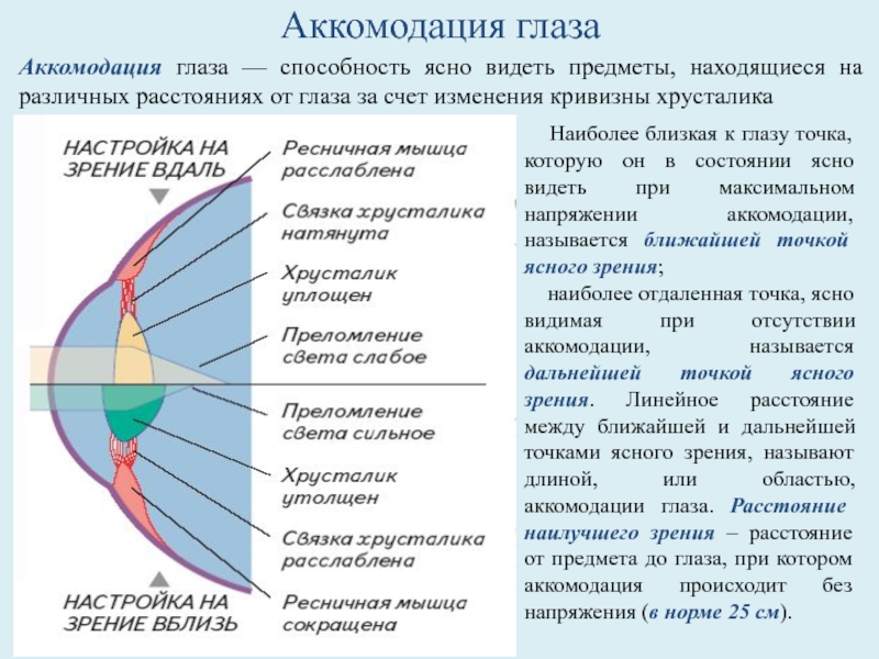 Аккомодация офтальмология презентация