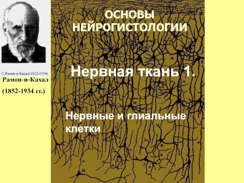 Нервная ткань 1.
Нервные и глиальные клетки
Рамон-и-Кахал
(1852-1934