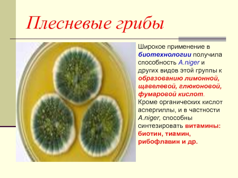 Плесневые грибыШирокое применение в биотехнологии получила способность A.niger и других видов этой группы к образованию лимонной, щавелевой,
