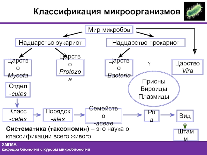 Роды категории а и б. Царство бактерии классификация схема. Схема классификация бактерий микробиология. Систематическая классификация бактерий. Классификация микроорганизмов микробиология.