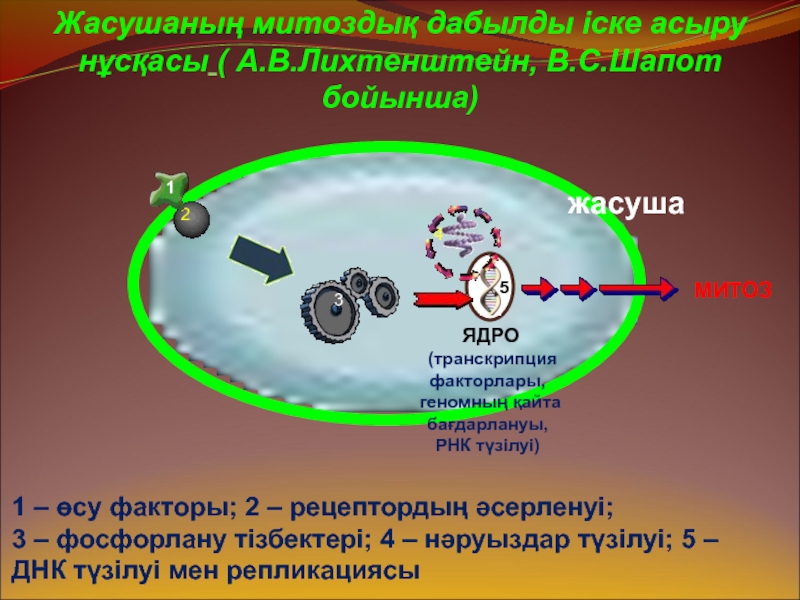 Ядра транскрипция