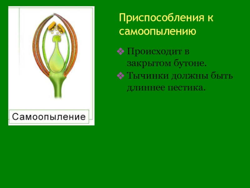 Самоопыление растений. Самоопыление приспособление растений к опылению. Самоопыляемые растения приспособления. Самоопылении растений гороха. Приспособления к самоопылению.