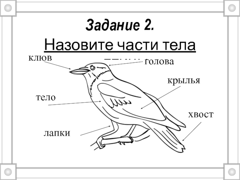 Задание 2.Назовите части тела птицы:клювтелолапкихвосткрыльяголова