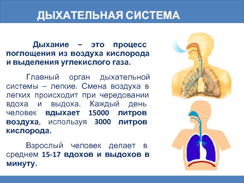 Презентация про дыхательную систему