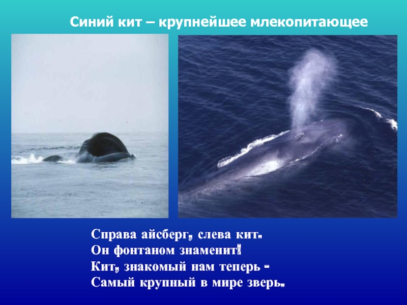 Справа айсберг, слева кит.  Он фонтаном знаменит! Кит, знакомый нам теперь -  Самый крупный в мире зверь.
