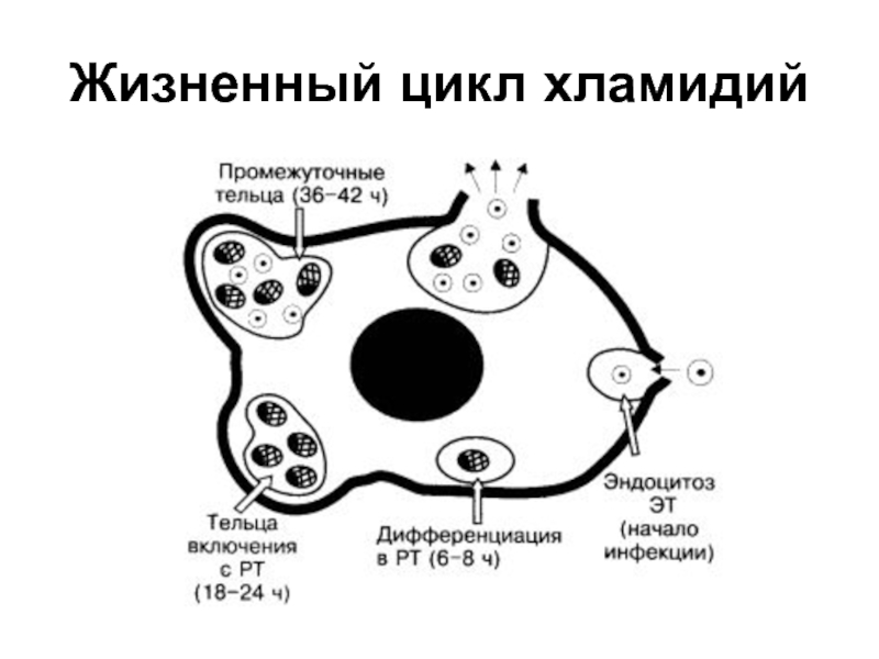 Элементарное тельце хламидий. Жизненный цикл хламидий схема. Стадии цикла развития хламидий. Жизненный цикл хламидий микробиология. Хламидии строение.