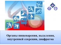 Органы пищеварения, выделения, внутренней секреции, диафрагма