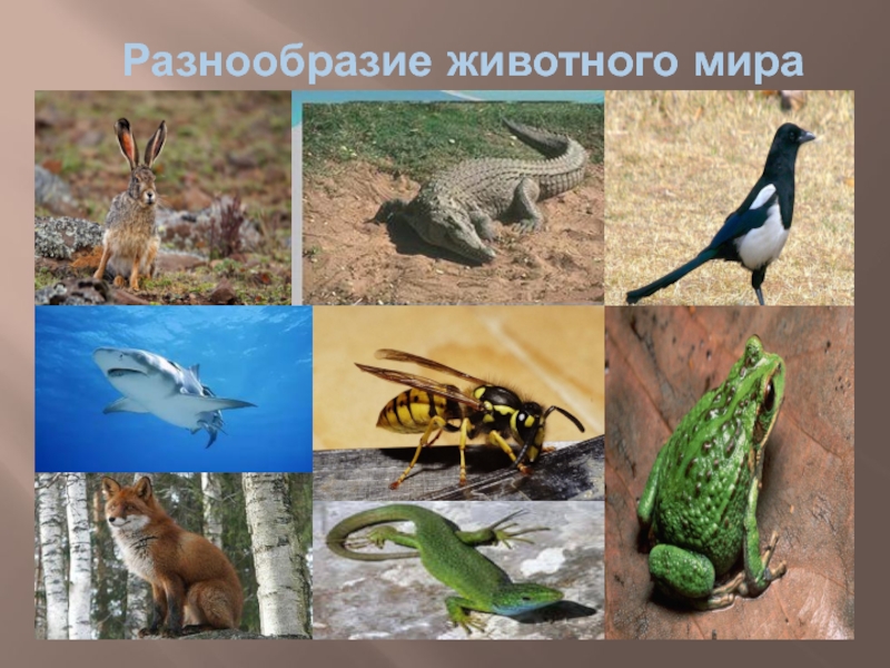 Многообразие животных презентация 5 класса