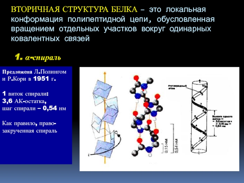 Полипептидная связь белка. Аморфные участки вторичной структуры белка. Конформация полипептидной цепи вторичная структура. Строение вторичной структуры белка. Вторичная структура белка конформация.