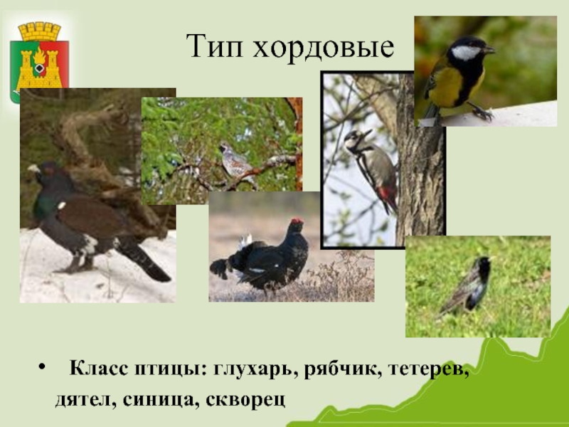 Тип хордовые Класс птицы: глухарь, рябчик, тетерев, дятел, синица, скворец