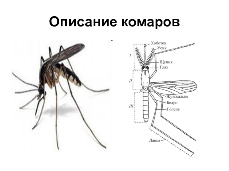 Комар какая среда. Строение крыла малярийного комара. Внешнее строение малярийного комара. Строение комара обыкновенного. Малярийный комар морфология.