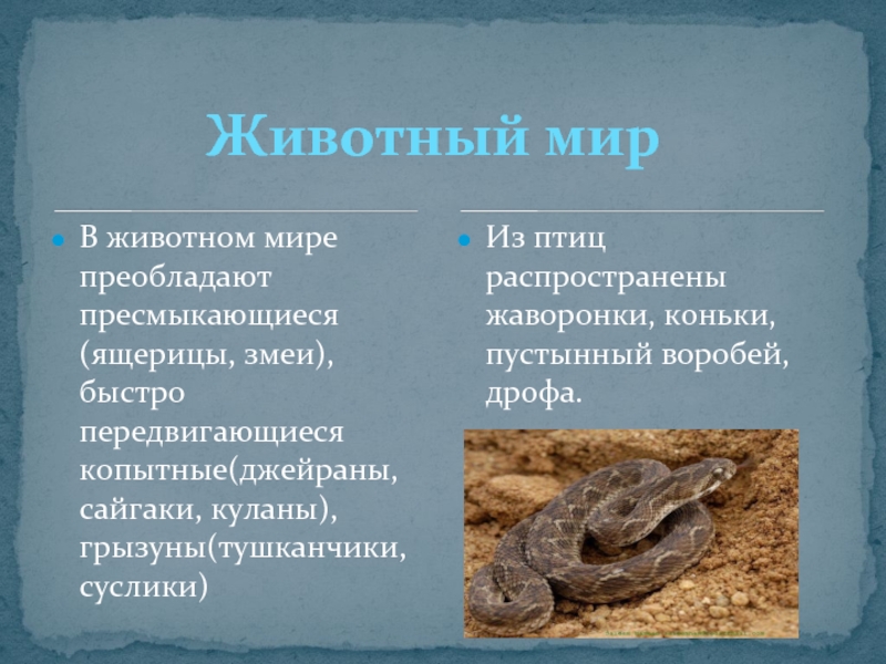 Змеи ящерицы природная зона. Пресмыкающиеся полупустыни. Пресмыкающиеся пустыни и полупустыни. Животный мир пустынь и полупустынь. Ящерицы в полупустынях России.