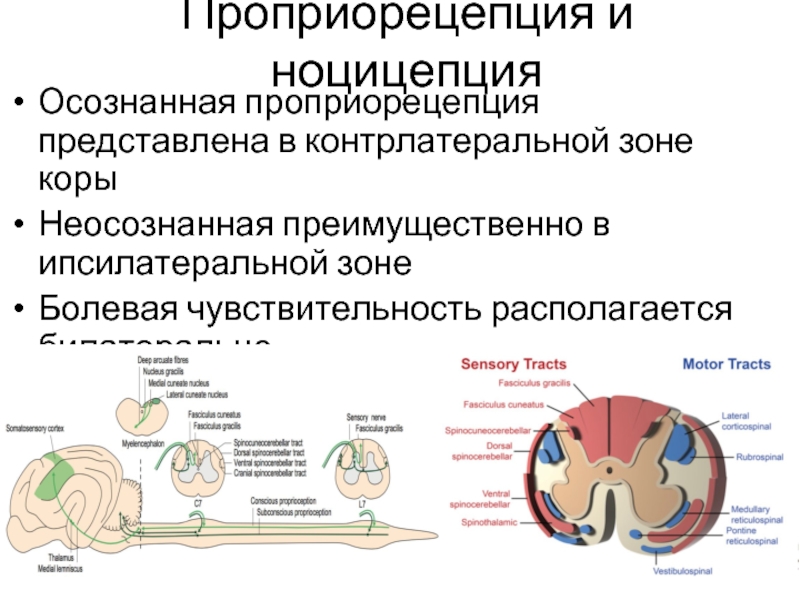 Первая неврология. Центральные механизмы ноцицепции. Проприорецепция. Механизмы проприорецепции. Нарушение проприорецепции.