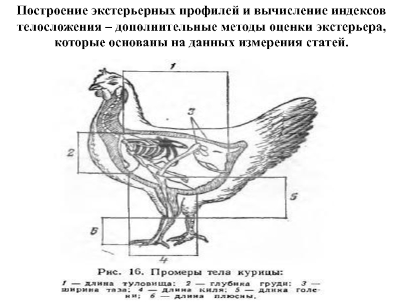 Стати петуха рисунок