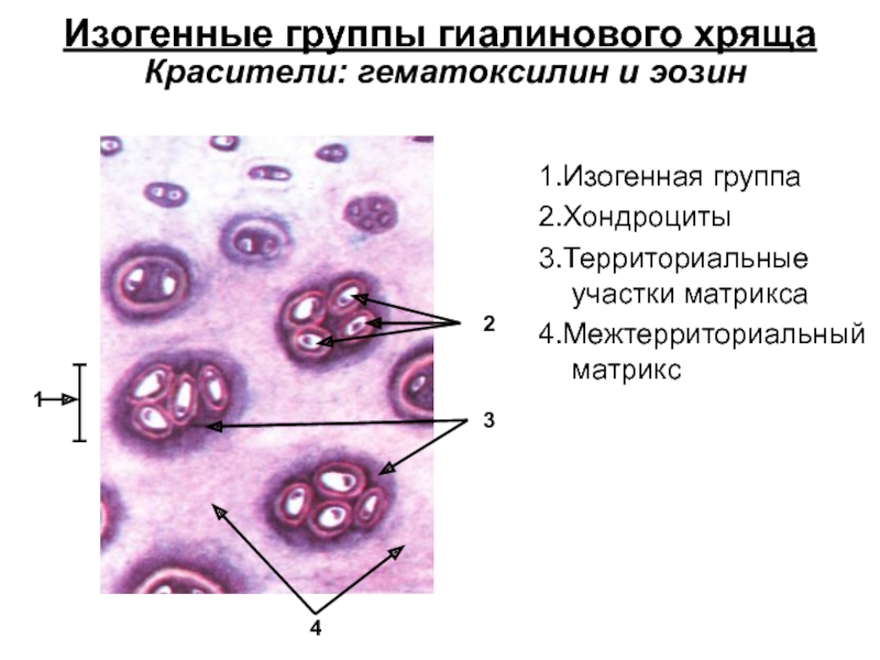 Гиалиновый хрящ нарисовать