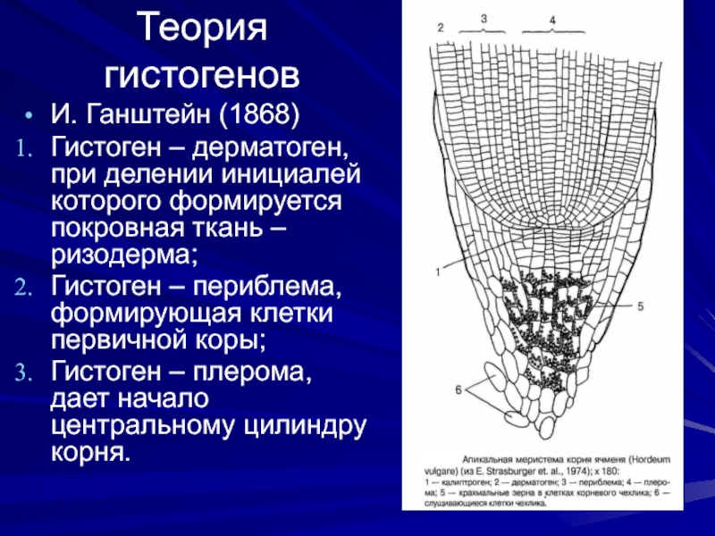 Из какого гистогена развиваются клетки перицикла