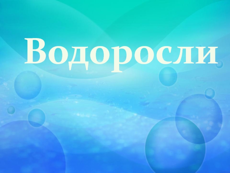 Презентация Водоросли