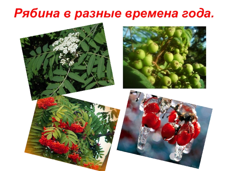 К какому времени года относится рисунок рябины. Рябина в разные времена года. Рябана в разные времена года. Рябина по временам года. Рябина по временам года картинки.