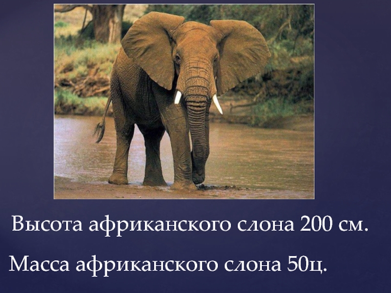 Хорошо закричать. Высота африканского слона. Масса африканского слона. Что умеет делать слон. Диаметр глаза слона.