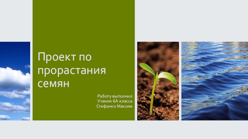 Презентация Проект по прорастания семян