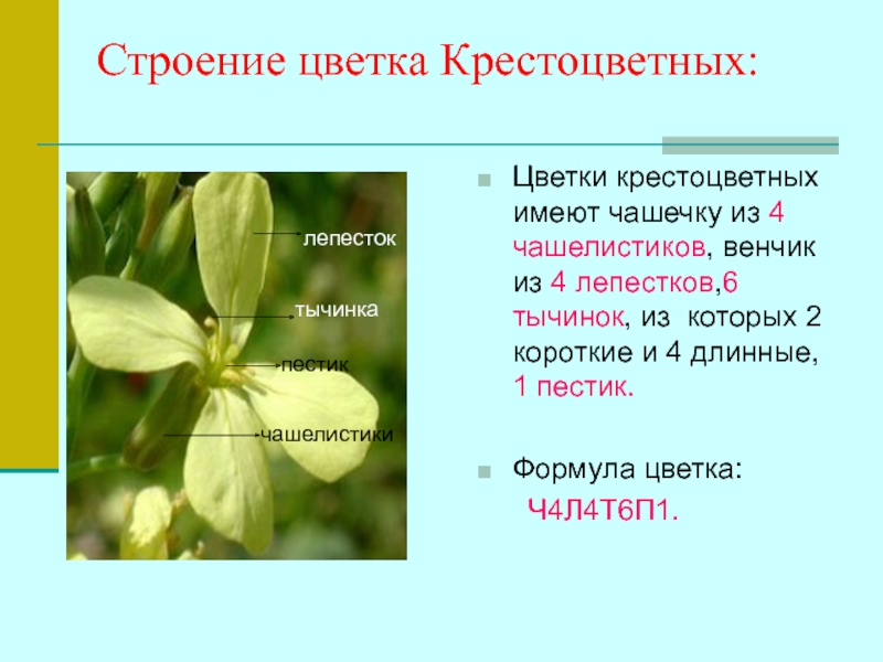 Крестоцветные 7 класс. Крестоцветные чашелистики. Строение плода крестоцветных. Строение крестоцветных растений. Крестоцветные пестик.