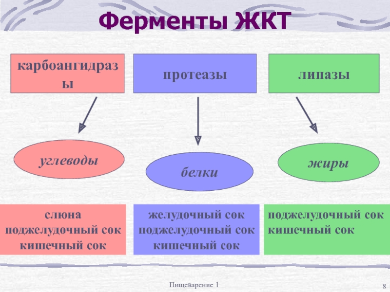 Презентация ферменты пищеварительной системы