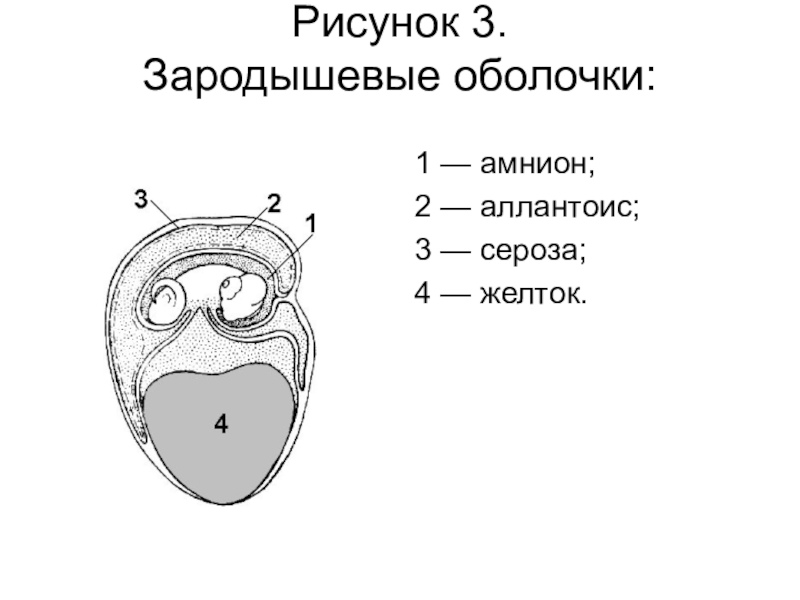 Зародышевые оболочки рисунок с подписями