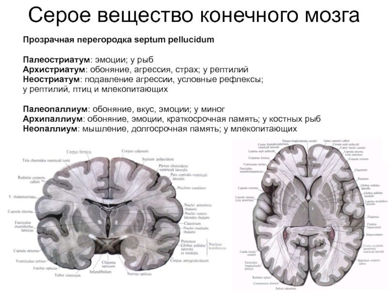 Функции серого вещества головного мозга. Серое вещество мозга строение. Конечный мозг серое и белое вещество. Строение серого вещества головного мозга. Строение мозга серое и белое вещество.