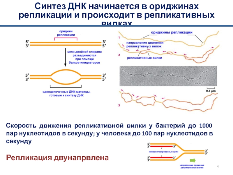 Синтез днк начинается