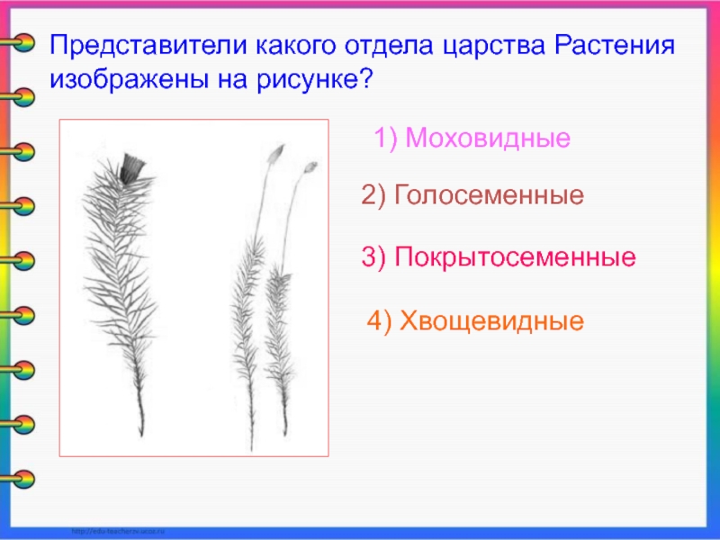 Представитель какого отдела царства растения изображен на рисунке