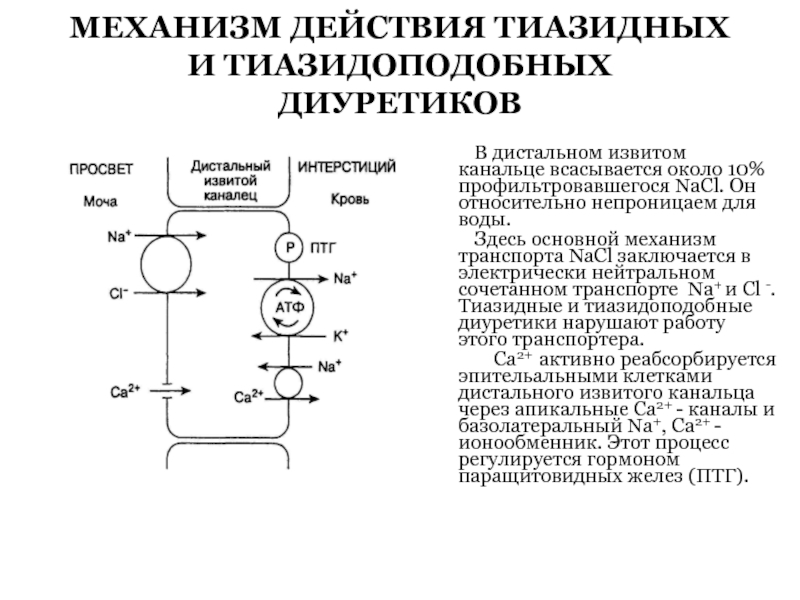 Тиазидные диуретики