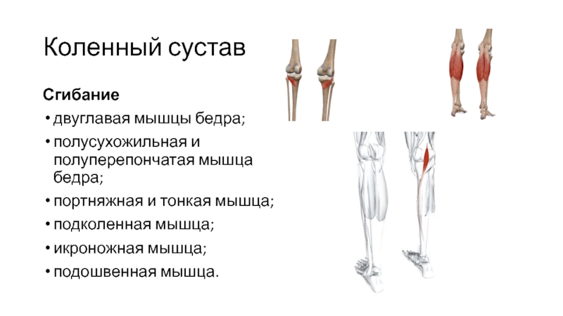 Портняжная мышца функции