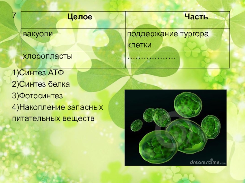 Презентации биология 11. Синтез АТФ фотосинтез. Фотосинтез и Синтез белка. Накопление запасных питательных веществ. Фотосинтез сопровождается синтезом АТФ.