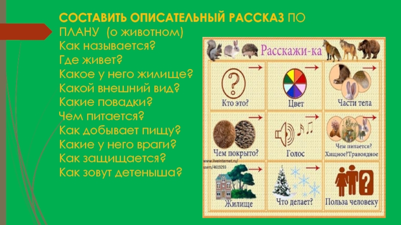 Рассказ описание 5. Составление рассказа по плану. План рассказа о животном. Составление описательных рассказов о животных. Составление рассказов по плану.