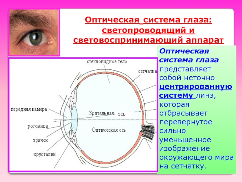 К оптической системе глаза относятся хрусталик. Оптическая система глаза светопроводящий и световоспринимающий. Светопроводящие структуры глаза. Светопроводящий аппарат глаза. Части оптической системы глаза.