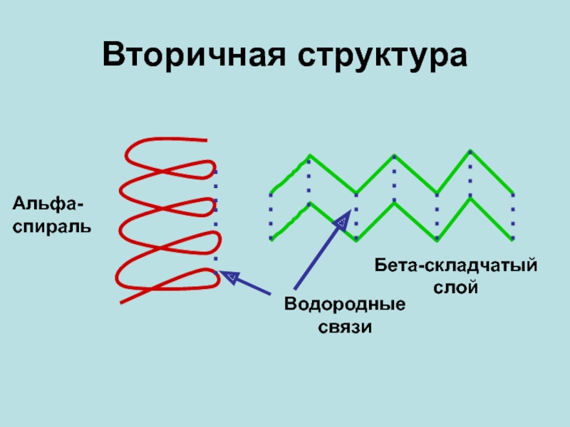 Вторичная связь. Вторичная структура белка бета. Альфа и бета спираль вторичной структуры белка. Альфа спираль и бета структура. Альфа спираль и бета структура белка.