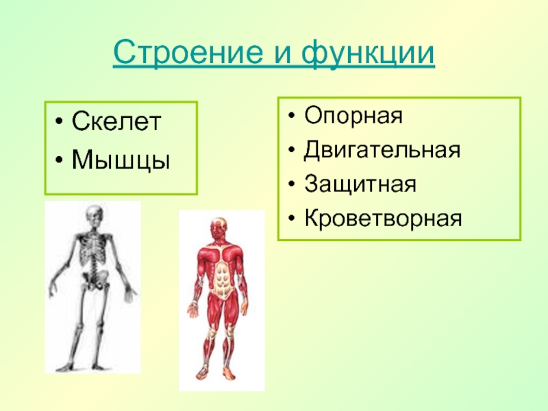 Презентация опорно двигательная система человека 8 класс биология