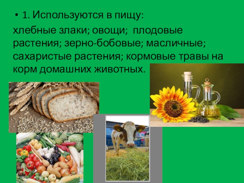 Овощи и злаки. Значение масличных растений. Значение плодовых растений. Человек использует для своего питания зерна растений.