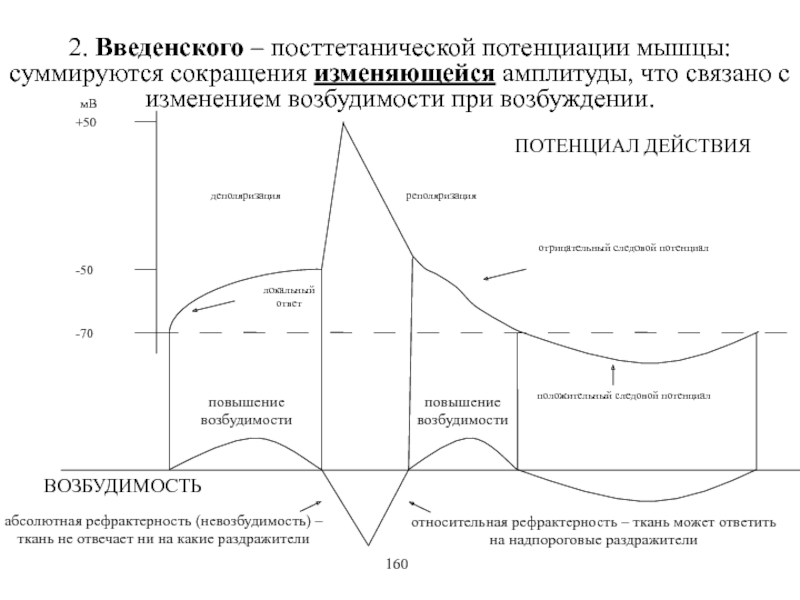 Изменение возбудимости. Изменение возбудимости при возбуждении. Закономерности изменения возбудимости при возбуждении. Фазы изменения возбудимости мышцы в процессе возбуждения. График изменения возбудимости при возбуждении.