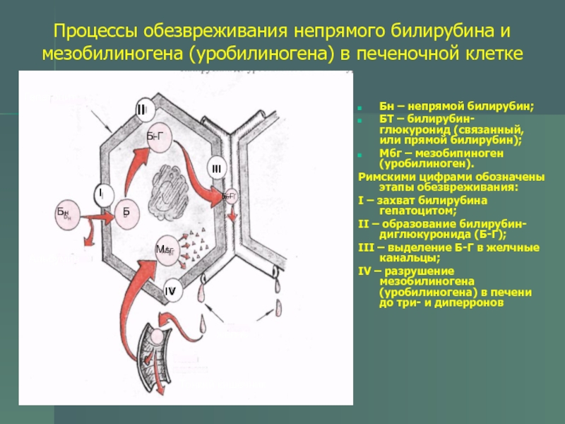 Патофизиология печени презентация