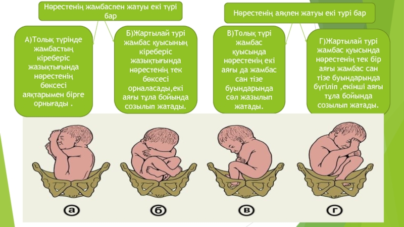 Баланың туу тегін анықтау презентация