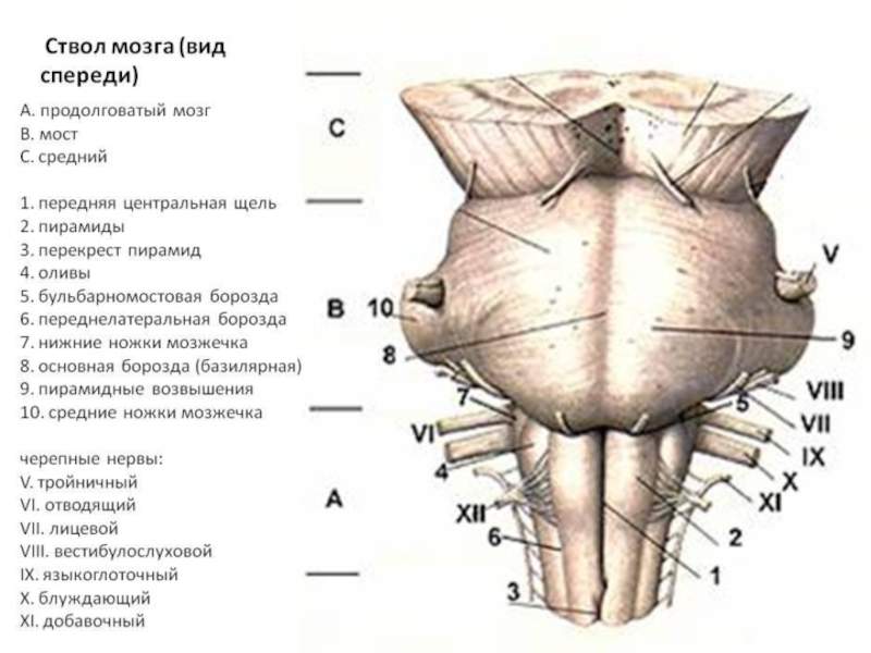 Мост головного мозга рисунок